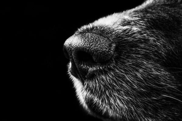 pexels-pixabay-65928 pexels-pixabay-65928